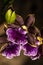 Flower of Zygopetalum Orchid