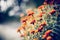 A flowerbed with annual orange flowers - marigolds