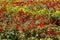 Flowerbed background