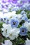 Flowerbed of beautiful blue and white pansy flowers on green lawn background. Group of delicate flowers in the period of
