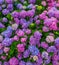 Flowerbed with beautiful multi-colored hydrangea flowers