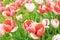 Flowerbed with beautiful red and pink tulips with open petals