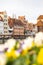 Flowerbed of beautiful yellow flowers on Gdansk city background. Group of delicate colorful flowers in the period of