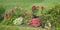 Flowerbed with blooming begonias, roses, potentilla shrub and green lawn