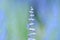 Flowerbed of blooming woodland sage flower on blurred background.Salvia nemorosa, woodland sage or Balkan clary