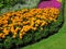 Flowerbed border of marigolds