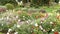 Flowerbed with bright flowers in the park.