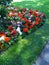 Flowerbed with bright flowers of pink geranium and red and white begonia in the garden. Carpet of colour during spring. Gardening