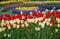 Flowerbed with bright multicolored tulips, joyful floral background.