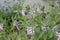 In the flowerbed brightly lilac flowers