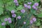 In the flowerbed brightly lilac flowers