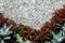 Flowerbed close-up on mulching pebbles.