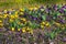 Flowerbed with colorful flowers. Multicolored pansy flowers