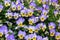 Flowerbed with colorful horned pansy