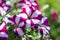 Flowerbed with colorful petunias,beautiful bright Petunia Petunia hybrida