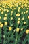 Flowerbed covered with bright yellow blooming tulips