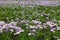 Flowerbed covered with numerous violet flower of Erigeron speciosus in June