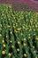 Flowerbed covered with yellow and pink tulips