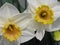 Flowerbed of daffodils