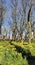 Flowerbed of daffodils in full bloom.