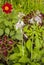 Flowerbed of dahlia, coleus and hosta