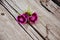 Flowerbed dianthus barbatus