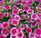 Flowerbed of Dianthus barbatus