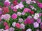 Flowerbed of Dianthus barbatus.