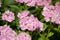 Flowerbed of Dianthus barbatus. Color photo of flowers. Photo for backgrounds
