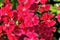 Flowerbed of Dianthus barbatus Sweet William