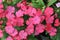 Flowerbed of Dianthus barbatus Sweet William