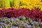 flowerbed with different marigolds and coleus