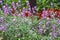 Flowerbed with Erysimum linifolium Bowles Mauve Perennial Wallflower