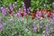 Flowerbed with Erysimum linifolium Bowles Mauve Perennial Wallflower