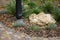 Flowerbed with evergreen round bushes