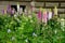 Flowerbed facade beige with bossage old building, yellow red blue white color flowers on the slope near the house. metal low fence