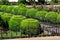 A flowerbed fenced with an iron fence with roses and boxwood bushes topiary.