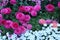 A Flowerbed Filled with Pink and Peach Ranunculus and White Candytuft Flowers