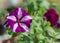 Flowerbed with flowering petunias.Beautiful purple Petunia blooming in the garden