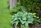 Flowerbed in the garden with blue irises and lush green bushes and hedges