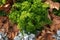 Flowerbed with garden parsley and Silver Sage