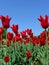 A flowerbed in the garden is studded with a carpet of red tulips on high green legs. Slender rows of people sitting