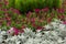 Flowerbed with green grass, silver Cineraria and pink Petunia
