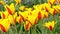 Flowerbed of group ofyellow red tulips moving in the wind. park. springtime.