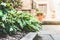 Flowerbed with hosta plant on patio background