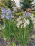 flowerbed with irises