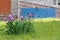 A flowerbed of irises on the background of a diesel generator for emergency power supply against the wall of the medical