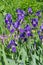 Flowerbed with irises in a summer garden