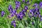 Flowerbed with irises in a summer garden