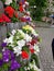 Flowerbed in Kamianets-Podilskyi city, Ukraine